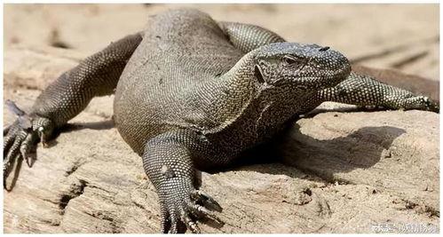 国产巨蜥啤酒测评视频在线观看,口感独特，探寻国产啤酒新境界