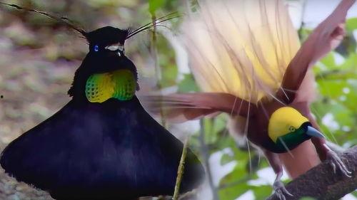 天堂鸟国产露脸在线视频,揭开神秘面纱，一睹芳华风采