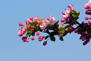 海棠 国产 在线,在线绽放的美丽传奇