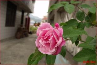 红杏国产在线官网,探索国产影视新天地