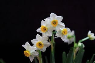 国产水仙儿在线,绽放东方的美丽与魅力